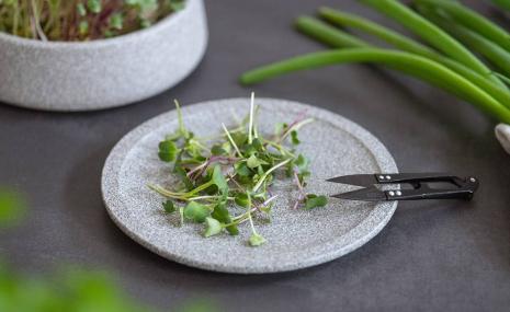 Ernteteller Granicium