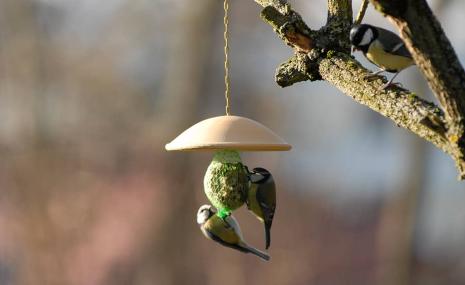 Feeding Roof