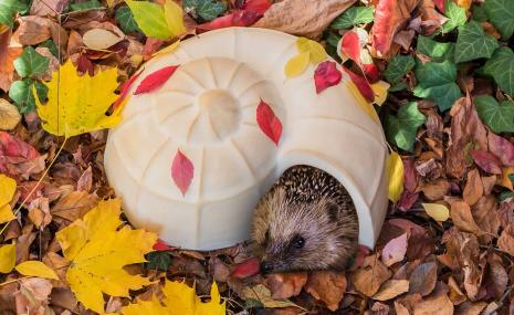 Hedgehog Snail-Shell