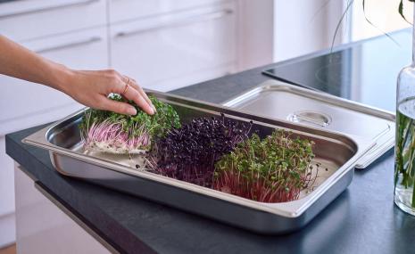 Micro-Garden XL Granicium