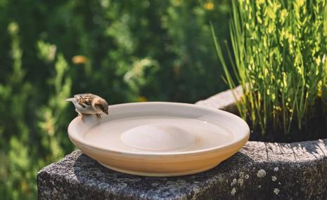 Bird Bath CeraNatur