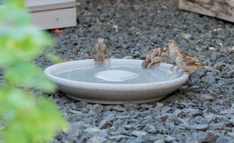 Bird Bath Granicium®