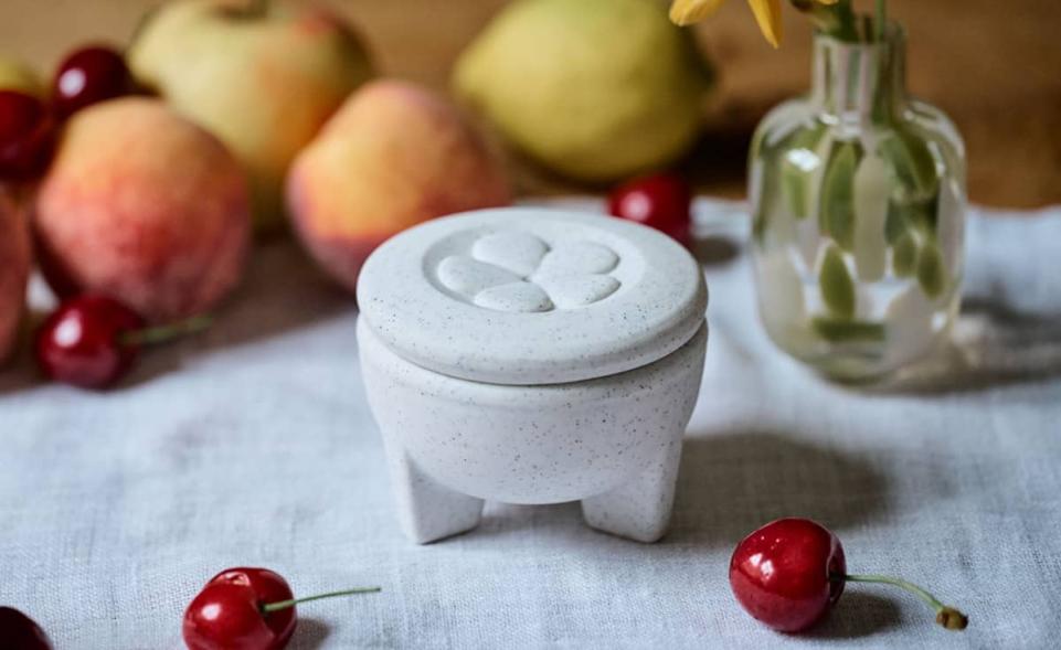 Fruit fly live trap single