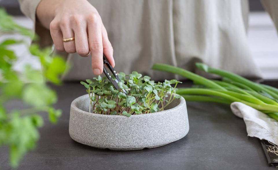 Micro-Garden Granicium