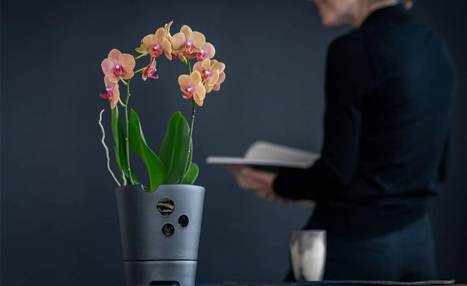 Orchid Pot CeraLava®