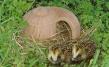 Igel-Schnecke CeraNatur - Igelhaus für Winter & Sommer