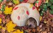 Igel-Schnecke