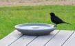 Bird Bath Granicium®