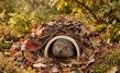 Hedgehog House