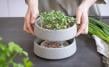 Micro-Garden Granicium