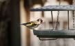 Bird Table Granicium® with Mounting