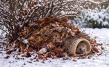 Hedgehog House
