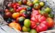 Tomatensamen-Set