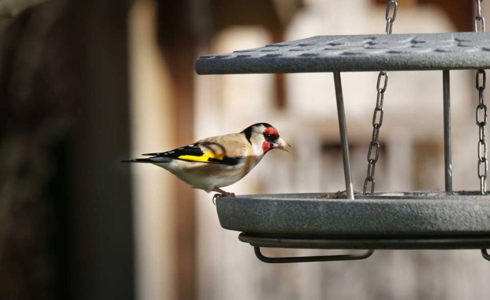 Bird shop feeder mounts