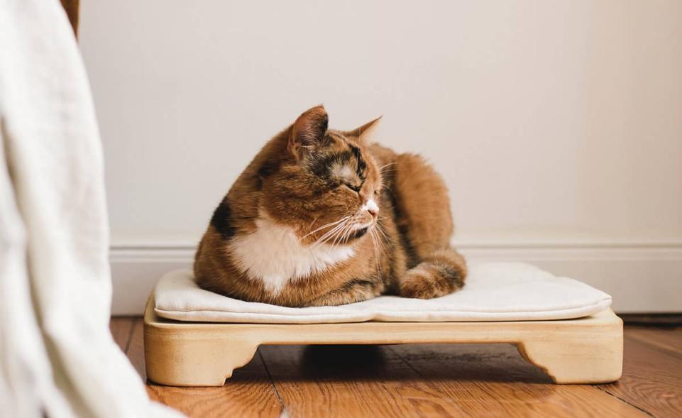 Cat on sale lap mat