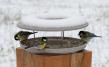 Bird Table Granicium®