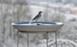 Bird Bath Granicium® with Stand