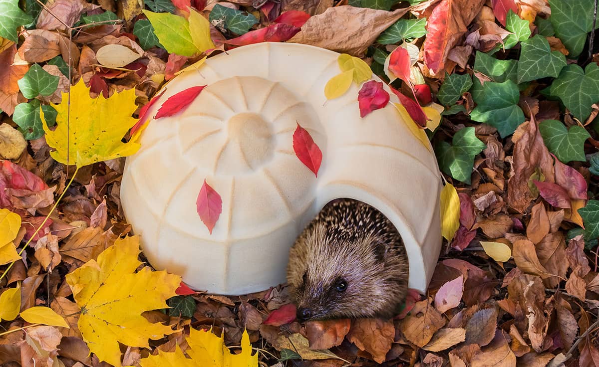 Igel Schnecke Ganzjahres Quartier Fur Die Igel Familie Denk