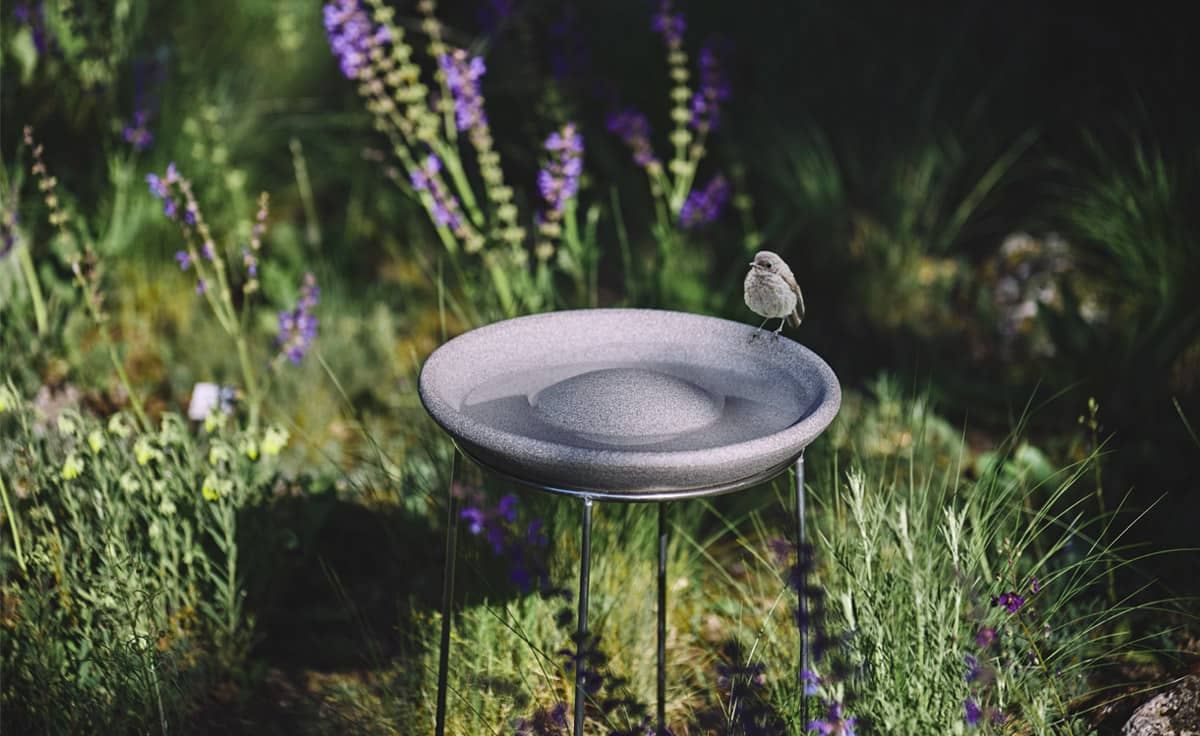 Bird bath. Кормушка лейка. Кормушка для кошек на даче. Bird Bath Optics