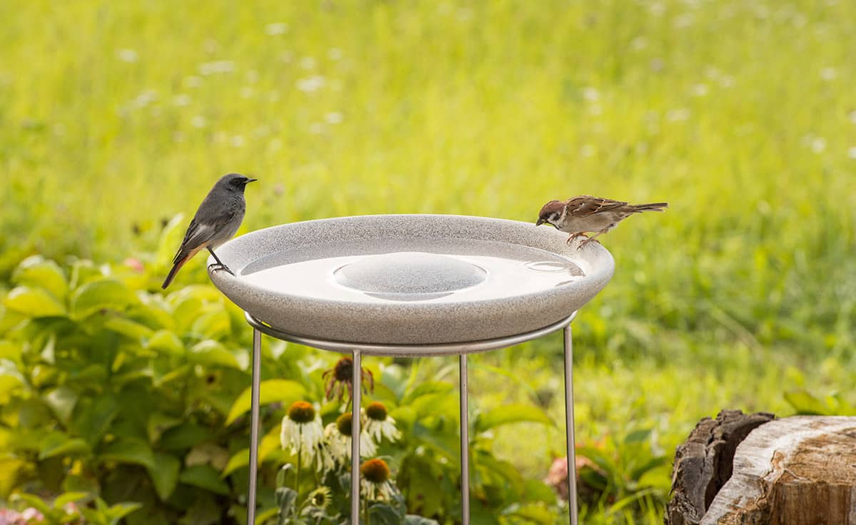 EdelstahlStänder für Vogeltränke Handmade in Germany